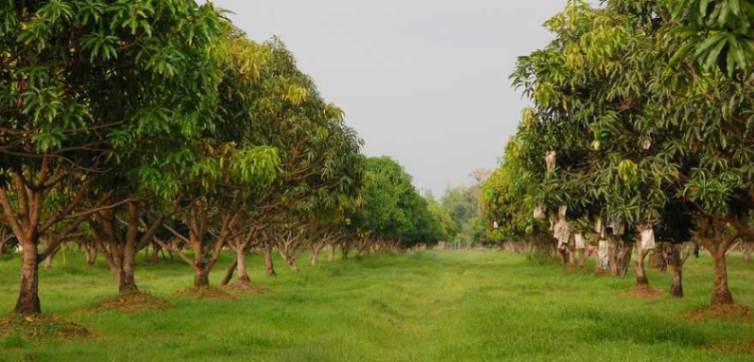 Fertile managed farmland at Palar Farms near Chennai offered by Connemara                          Projects