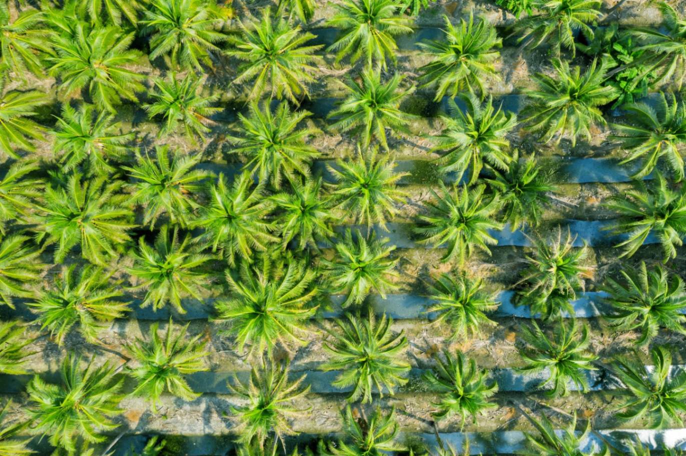 Aerial view of palm tree farmland at Palar Farms, a sustainable agriculture                          project in Tamil Nadu