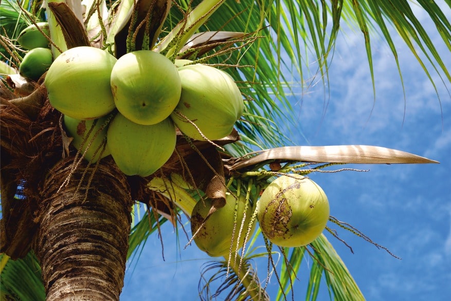 Green coconuts growing on a tropical coconut palm tree at Palar Farms-By                            Connemaraprojects