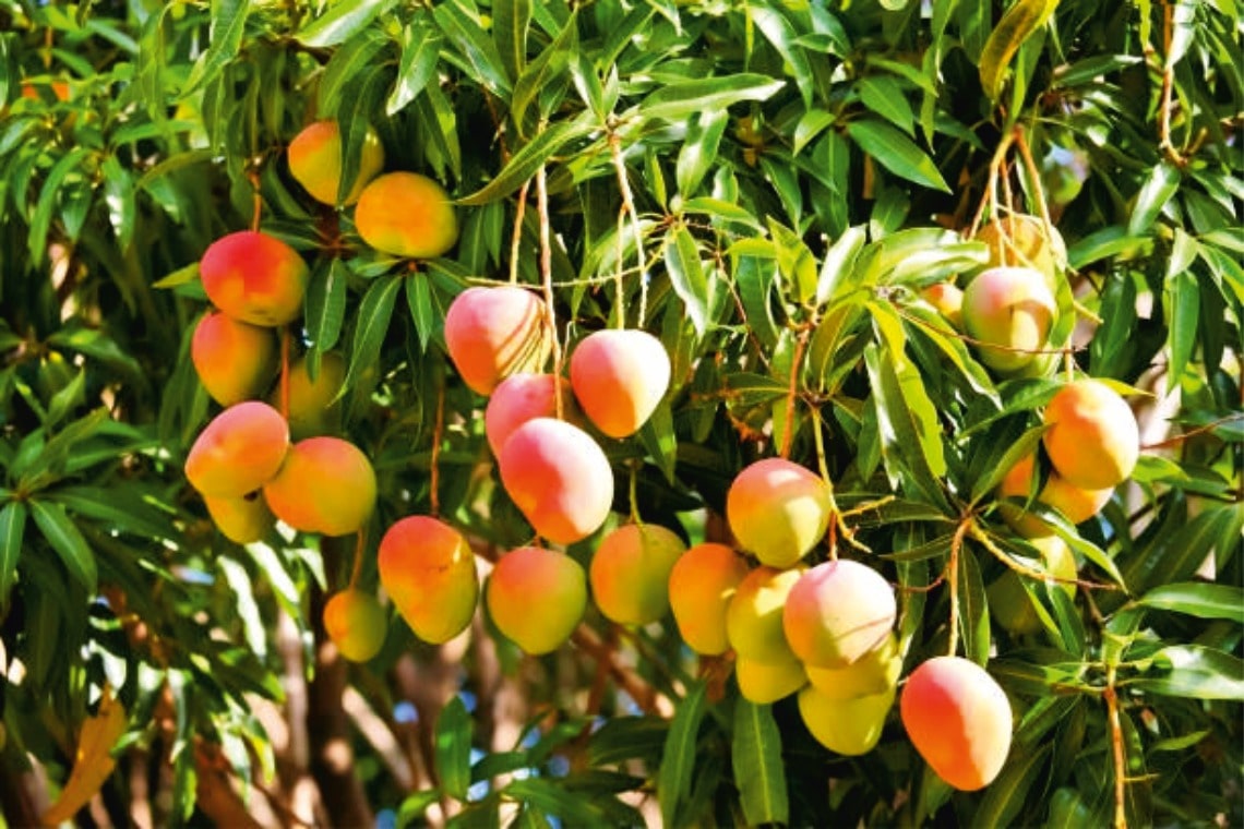 Ripe mangoes hanging on a lush green tree at Palar Farms-by                                           Connemaraprojects