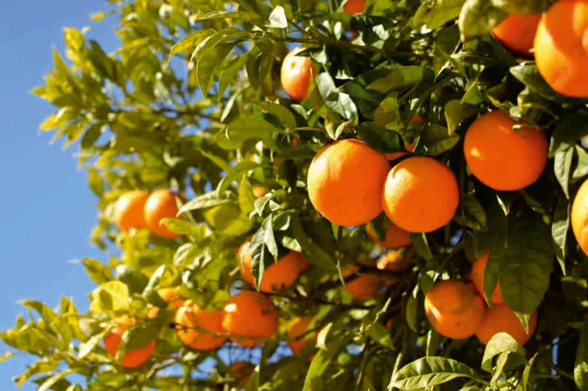 Fresh oranges growing on a vibrant green tree at Palar Farms-By                                     Connemaraprojects