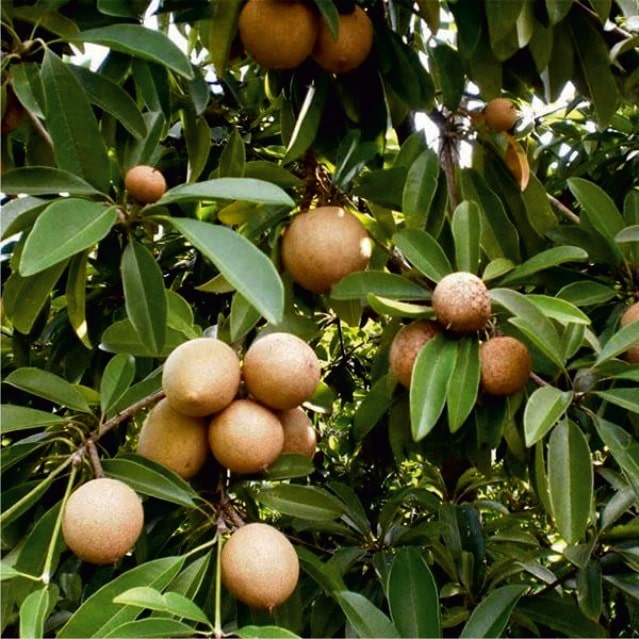 Sapota fruits growing in clusters on branches at Palar Farms-By                                      Connemaraprojects
